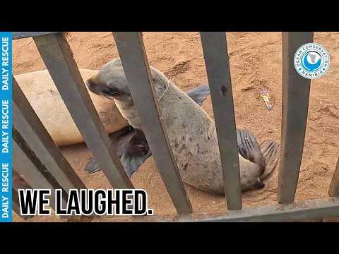 The Easiest Seal Rescue in OCN History?