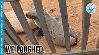 The Easiest Seal Rescue in OCN History?