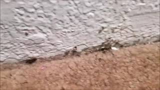 Cockroach Spray Treatment | Essential Pest Control