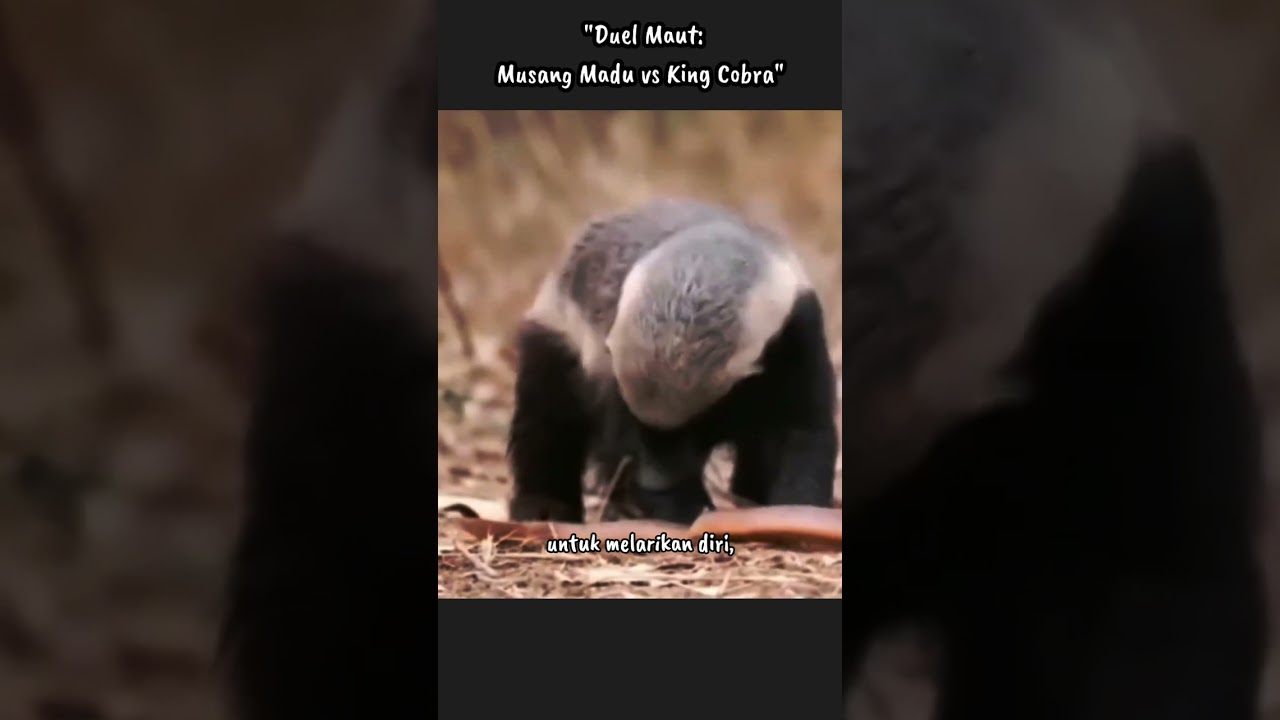 Duel Maut Musang Madu Vs King Cobra, 