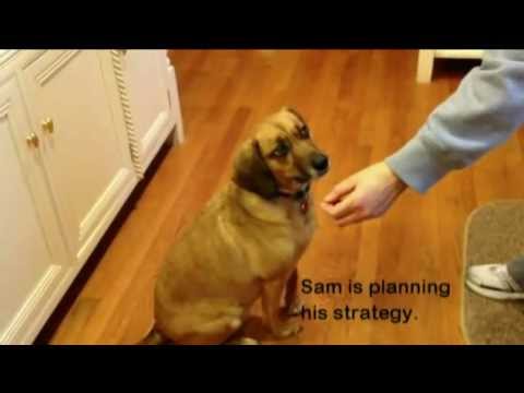 dog-training---teaching-focus-or-'look-at-me'