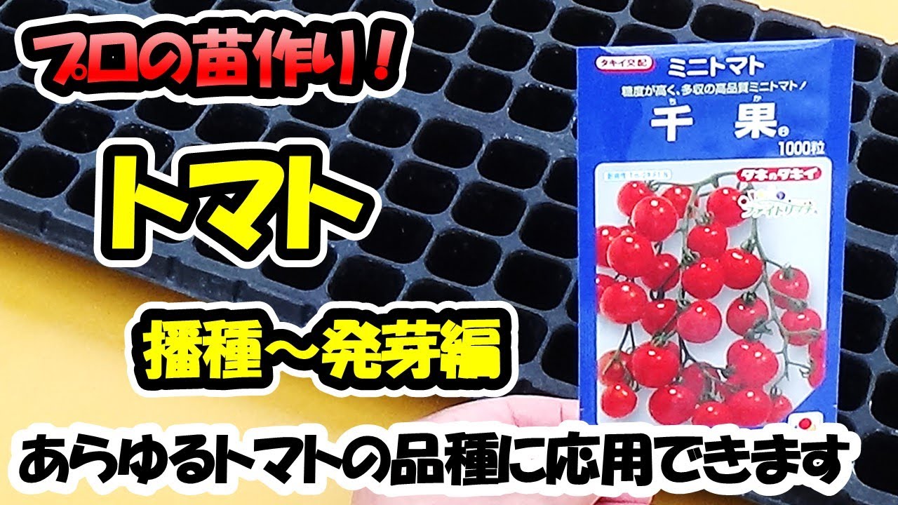 【育苗のプロが教える！】トマトの苗作り　播種～発芽編（セルトレー）あらゆるトマトの品種に応用できます