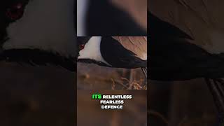 Masked Lapwing: Australia's Fearless Bird with Wing Spurs