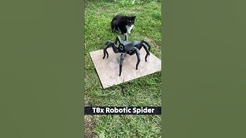 cats vs t8x cool robot pet spider 😎 #shorts