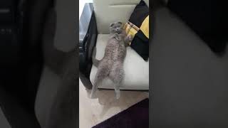 Muhteşem Kedi, İvan
