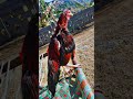 #kashmir #aseelmurga #birdsparadiseofficial #birdsinlove #rooster