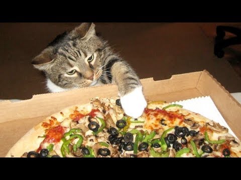 i-guarantee-you-will-laugh-through-the-whole-video---funny-animal-compilation