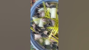 Rắn hầm sả #shorts