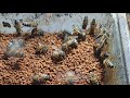 Beekeepers and stingless bee getting bee pollen #honey #beekeeper #beehive #nature #beelove #farm