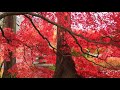 Relaxing music relax247 soothingrelaxation relaxingmusicallinonechannel