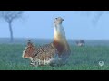 Displaying of Great Bustard in Austria - Balz der Großtrappe in Österreich - video 3/3