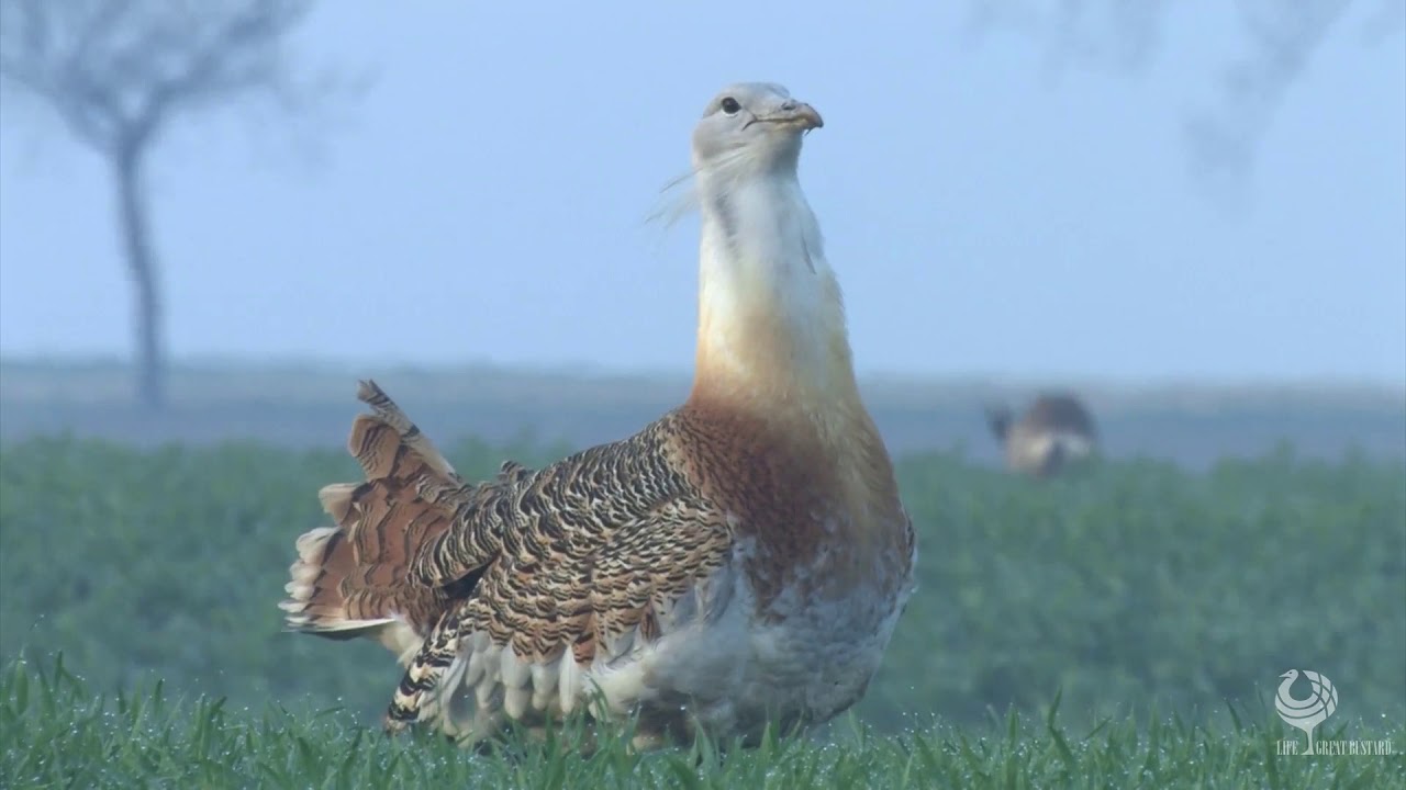 Displaying of Great Bustard in Austria - Balz der Großtrappe in