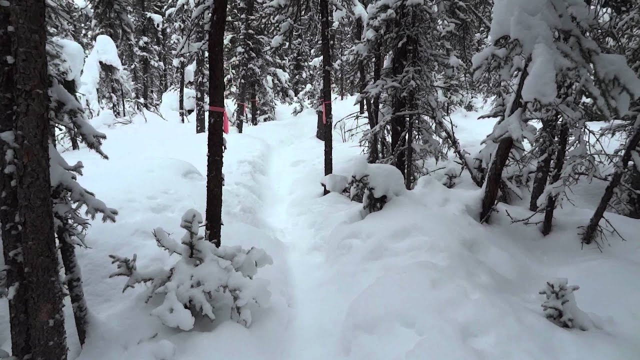 My Favorite Trail in Fairbanks Alaska YouTube