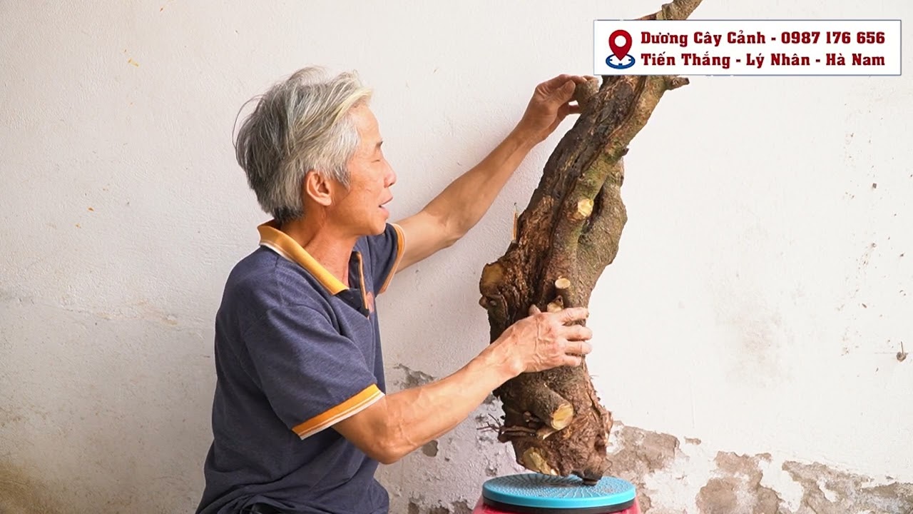 Cách nhận biết rất chuẩn về cây dâu quả và cây dâu lá l Dương Cây Cảnh