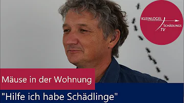 Wo verstecken sich Mäuse in der Wohnung?