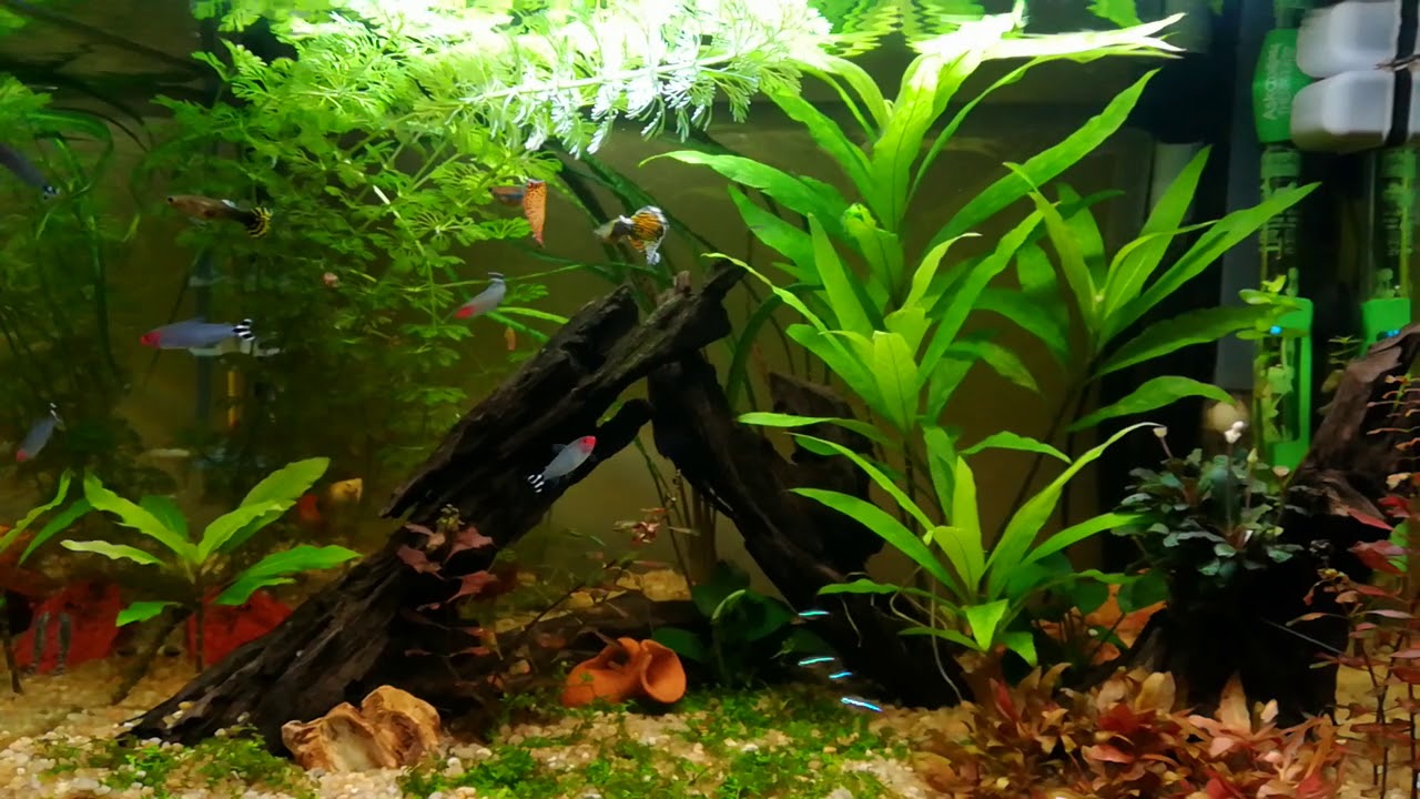 Acquario askoll pure l - YouTube