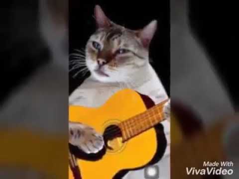 نغمه القطه نيو نيو