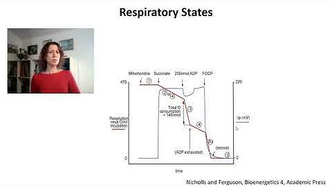 Isolated Mitochondria and Permeabilized Cells/Tissues 2