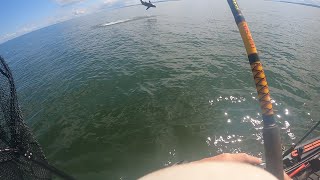 Hooked a Great White Shark while fishing in my Kayak!