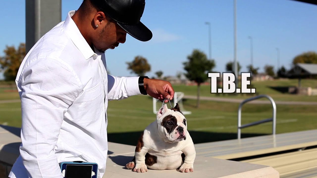 D1 KENNELS MOVEMENT OFFICIAL TRAILER YouTube