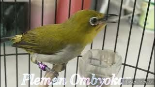 Buxtoni berengan ngeroll isian nya ngeriii...