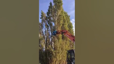 Groeneveldt LumberJack 450 Tree Shear / Tree Felling