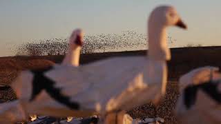 Iowa Snow Goose Hunt 2024: Comanche Outdoors & Soul Drifter Adventures