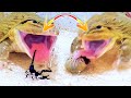 Wow!! Asian Bullfrogs Eats Giant Coconut Worms &amp; Scorpion