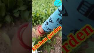 shortshortskhetibadi palk spinachkitchen_gardenmissio bagwani