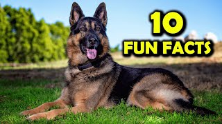 10 fun facts about German Shepherd Dog