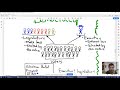 Democracy Unveiled Presidential vs Parliamentary Systems Explained