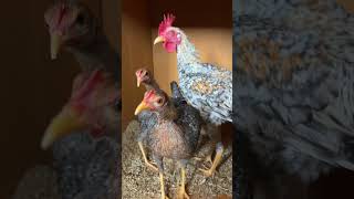 FANCY CHICKENS 🐔Moderne Englische Zwergkämpfer in „kennfarbig“ #fancychicken #hahn #rooster #hens