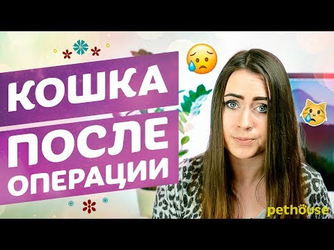 Как ухаживать за кошкой после кастрации или стерилизации