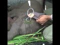 The wildlife doctor treating the injured baby elephant | 負傷した子ゾウを治療する野生動物医師 | Elephant #shorts