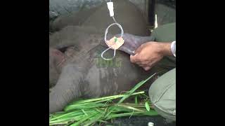 The Wildlife Doctor Treating The Injured Baby Elephant | 負傷した子ゾウを治療する野生動物医師 | Elephant #Shorts