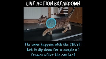 Cat Walk | LIVE ACTION CAT-NALYSIS