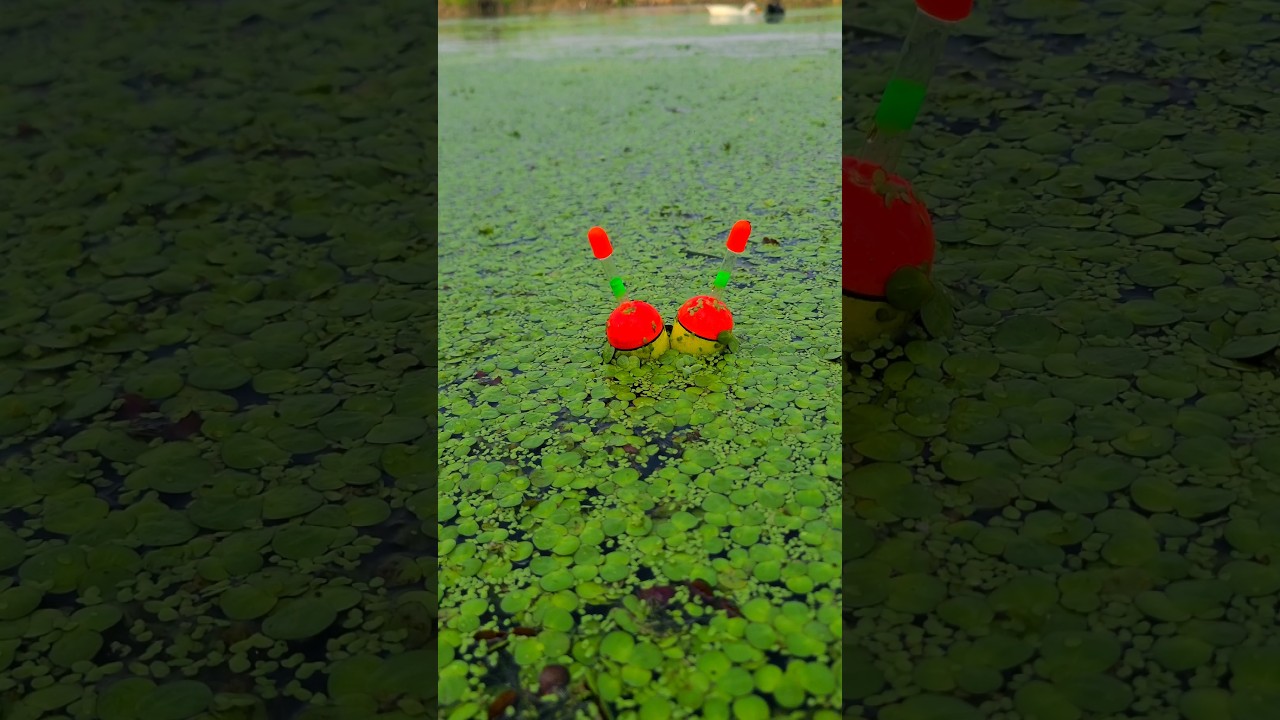 Best Float Fishing Trap 