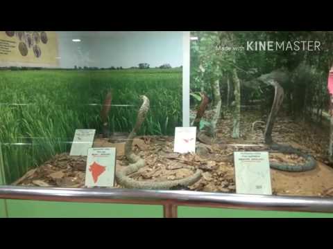Chennai Snake Amusements video