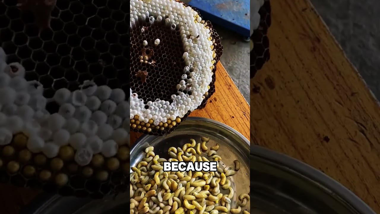 В 500 раз дороже мёда! 👑🐝