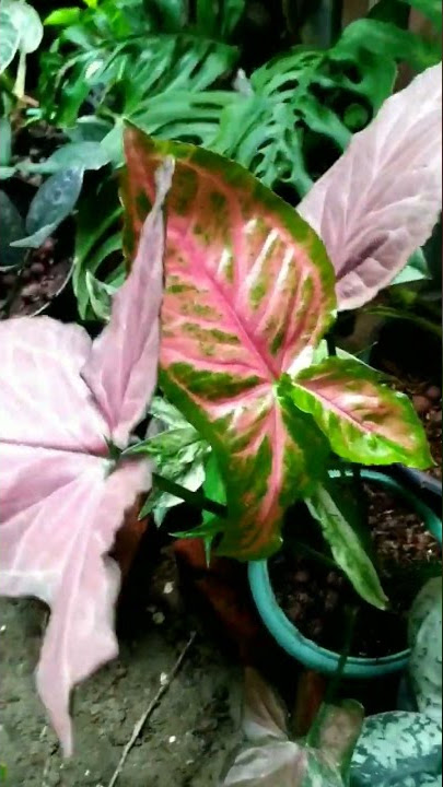 syngonium orm nak |Syngonium pink perfection| #shorts #reelsinstagram #reels #shortvideo #plants