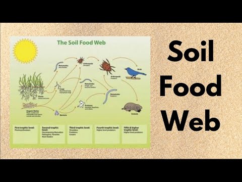 The UNDERAPPRECIATED Soil Food Web What it is and how to respect it Hart Hagan