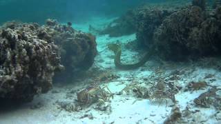 Caribbean Spiny Lobsters vs Green Moray Eel