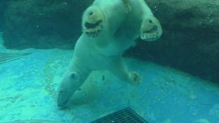 Cookie the Polar Bear moves in the water, at Toyohashi Zoo &amp; Botanical Park, Japan