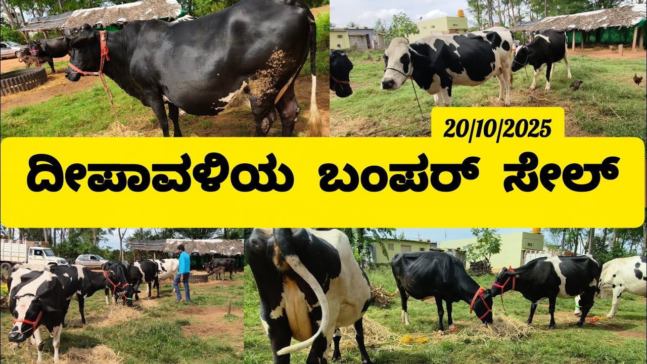 ದೀಪಾವಳಿಯ ಬಂಪರ್ ಸೇಲ್ ಹಸು ಮರಾಟ/ dipawali special offer sale/cow for sale video 20/10/2025