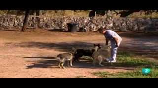 TV2 Perros Lobo de Mallorcan en España Comunidad