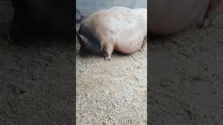 Happy Pig Farm Activities Part  867