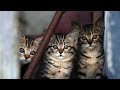 【人気の猫写真 2021年8月】NEKOくらぶ Aug/2021 ~ネコ好きはヤメラレナイ~