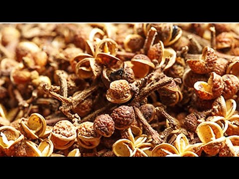 Video Cây mắc khén siêu to, siêu khổng lồ thơm nức ở thạch... - youtube