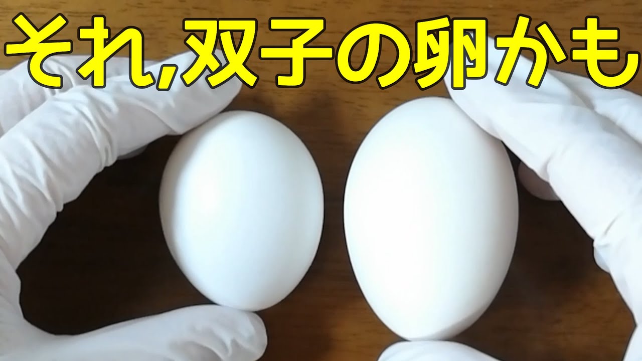 卵 でかい卵を割ってみたら双子だった Shorts Youtube 卵 でかい卵を割ってみたら双子だった Shorts Youtube