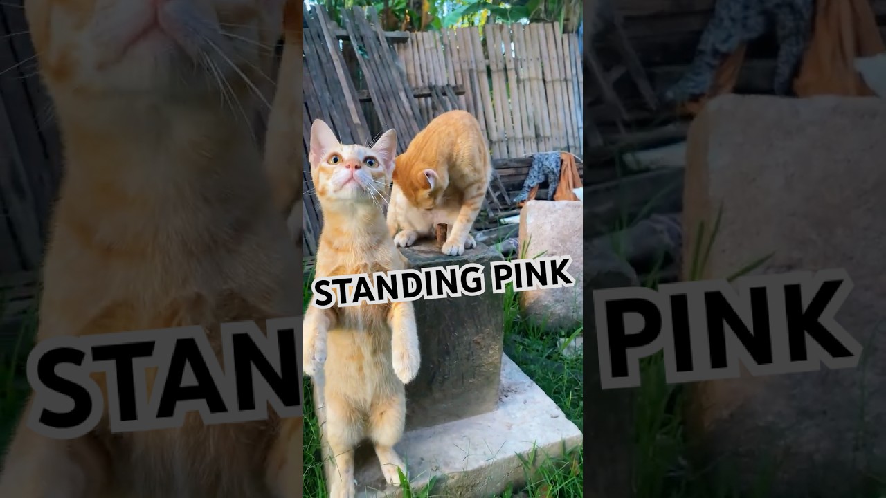 So Adorable! Funny Standing Cat Playtime. 😹